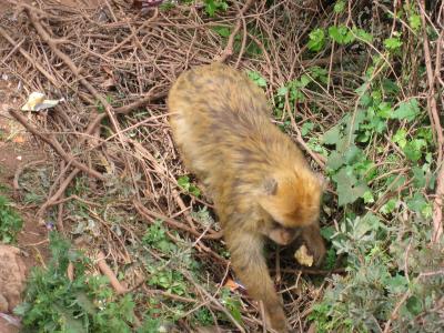 c l9rd ta3 ozod ...hahahahahahaha la 3ndakom ourika hahahahaha